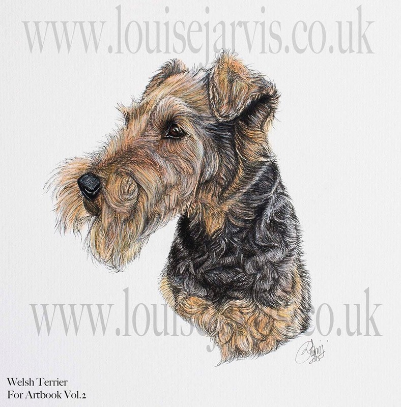 welsh terrier commissioned portrait by Louise Jarvis Art scottish animal artist, pet portraits, dog portraits, commission a portrait, crufts, animal artist, scotland, uk 