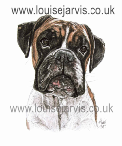 boxer dog pen and watercolour pet portrait, scottish animal artist