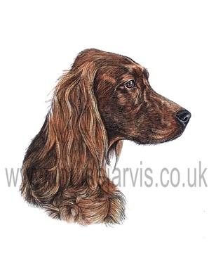 irish setter gun dog dog portraits pen and watercolour pet portrait by louise jarvis art, scottish animal artist dog portrait 