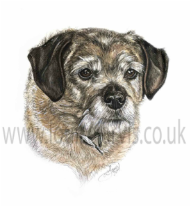 border terrier pen and watercolour pet portrait, scottish animal artist