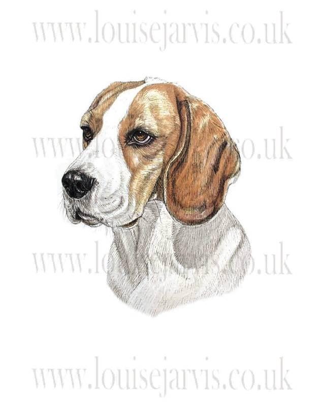 beagle commissioned portrait by Louise Jarvis Art scottish animal artist, pet portraits, dog portraits, commission a portrait, crufts, animal artist, scotland, uk 