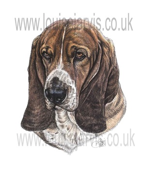 basset hound dog portraits pen and watercolour pet portrait by louise jarvis art, scottish animal artist dog portrait 
