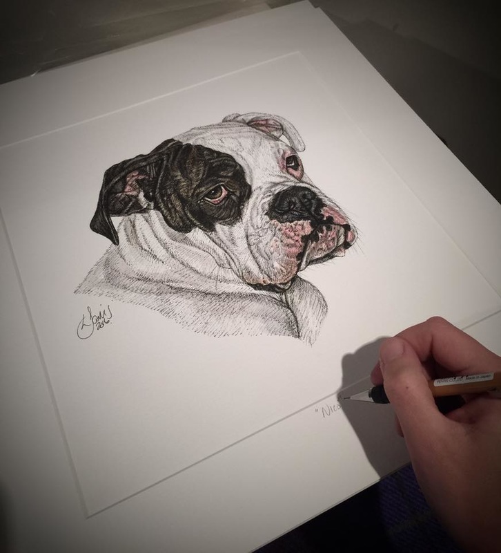 boxer dog commissioned portrait by Louise Jarvis Art scottish animal artist, pet portraits, dog portraits, commission a portrait, crufts, animal artist, scotland, uk 
