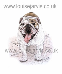 english bulldog dog pen and watercolour for 