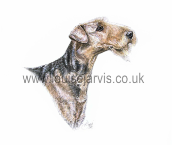 airedale pen and watercolour pet portrait, scottish animal artist, pen and watercolour gallery pet and animal portraits, gifts for dog lovers, dog breed gifts, crufts uk, dog show, clothing, dog scarf, cushion, mugs, phone covers, dog breeds, i love my dog, pet portrait artist, dog portraits, scottish animal artist, louise jarvis, top dog artist uk, best animal art, award winning artist, k9 art, commission a portrait, pen and ink, pen and watercolour art, hounds, terriers, gun dogs,