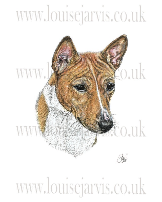 basenji commissioned portrait by Louise Jarvis Art scottish animal artist, pet portraits, dog portraits, commission a portrait, crufts, animal artist, scotland, uk 