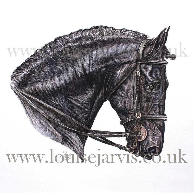 top equine artist, equine art, horse portraits commissioned pen and watercolour and ink portrait by Louise Jarvis Art scottish animal artist, pet portraits, dog portraits, commission a portrait, crufts, top best animal artist, perthshire scotland, uk 
