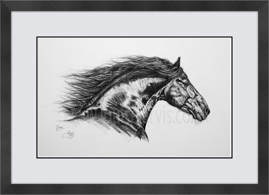 top equine artist, equine art, horse portraits commissioned pen and watercolour and ink portrait by Louise Jarvis Art scottish animal artist, pet portraits, dog portraits, commission a portrait, crufts, top best animal artist, perthshire scotland, uk Picture