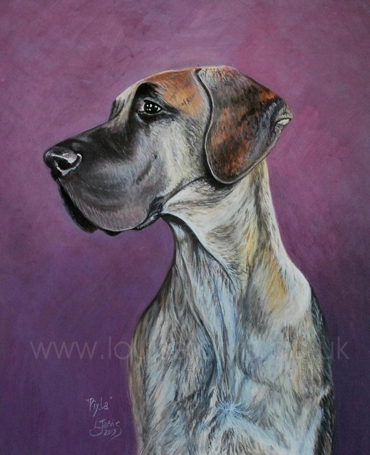 great dane dog oil painting from your photographs commission oil painting pet portrait by louise jarvis art, scottish animal artist, uk